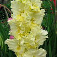 Гладиолус крупноцветковый "Российская селекция" Сгущеное Молоко