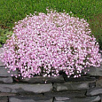 Гипсофила метельчатая Пинк Фестиваль
