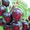 Черешня Речица