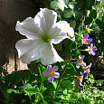 Петуния грандифлора Аладдин Вайт