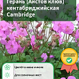 Герань (Аистов клюв) кентабриджийская Cambridge