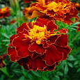 Бархатцы Bonita