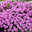 Иберис зоничный Розовый сон