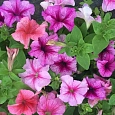 Петуния грандифлора Призм Фрутс оф Форест Микс