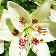 Лилия азиатская Центерфолд