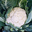 Капуста Цветная Снежная королева F1