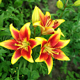 Лилия ОА-гибрид Авалон Сансет