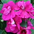 Бальзамин махровый Афина Брайт Парпл