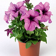 Петуния грандифлора Тритуния Плам