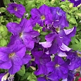 Петуния крупноцветковая Надее F1
