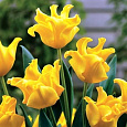Тюльпан Триумф Йеллоу Краун