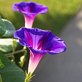 Ипомея Фиолетовая с пурпурными стрелами