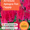 Астильба Арендса Пол Гардер Астильба Арендса Пол Гардер