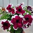 Петуния грандифлора Лимбо Джи Пи Бургунди Пикоти