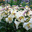 Лилия ОТ-гибрид Буги Вуги