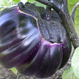 Баклажан обыкновенный Трюфель 