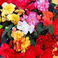 Бегония ампельная Шансон Смесь